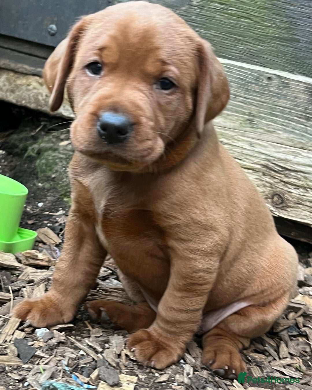 Labrador Retriever dogs for sale: Fox red labrador puppies - Image 17