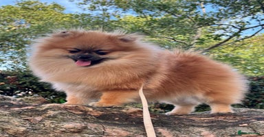 Pomeranian dogs in London - Advert 8
