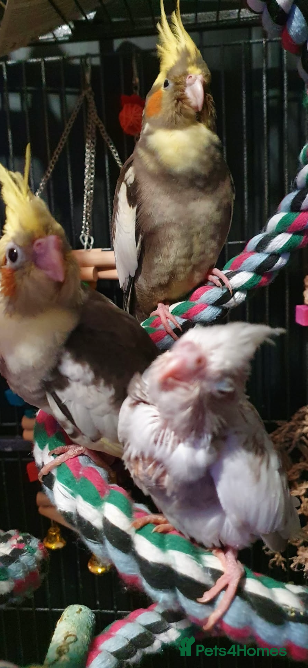 Cockatiels birds for sale:  Baby Cockatiels for sale - Advert 18