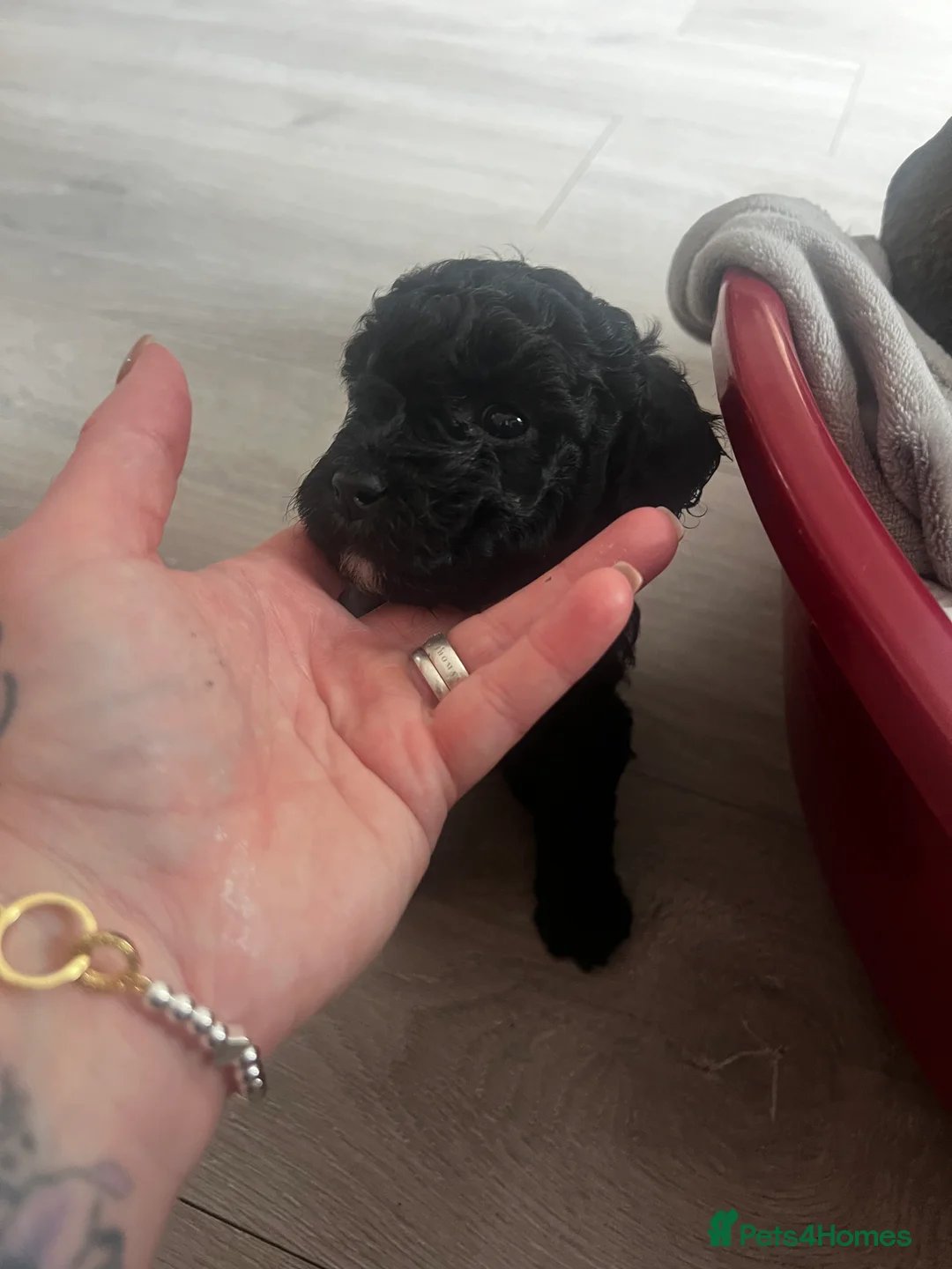 Poochon dogs for sale: Poochon puppies - Advert 2