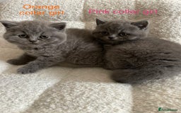 British Shorthair cats for sale: 4 purebred British shorthair kittens  - Image 11