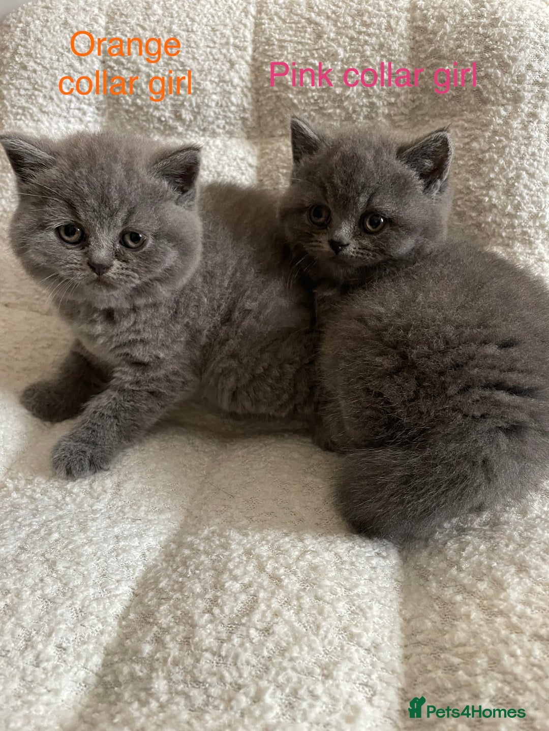 British Shorthair cats for sale: 4 purebred British shorthair kittens  - Image 11