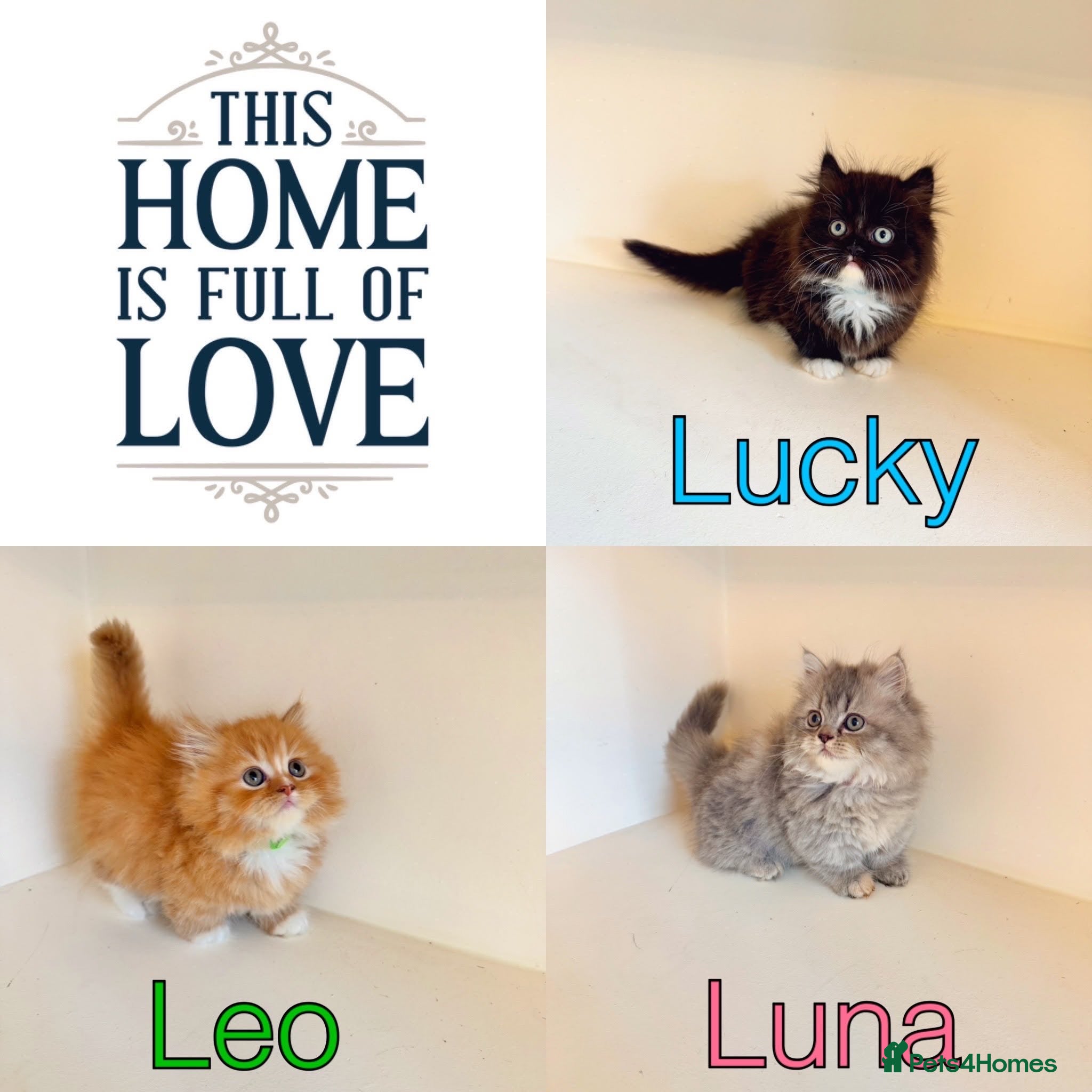 Munchkin cats Rare Munchkin Minuet (Persian Munchkin) Kittens  - Advert 1