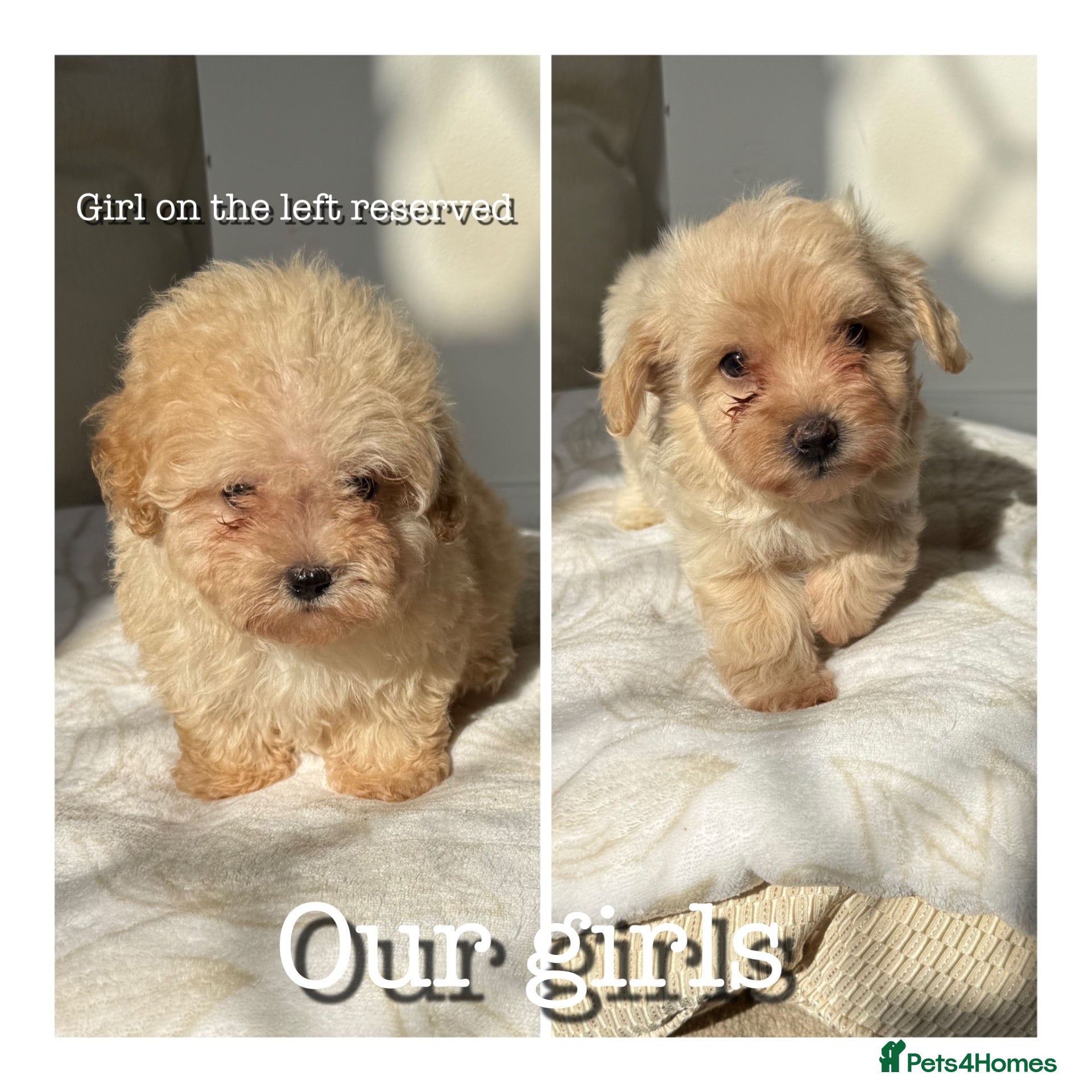 Maltipoo dogs Korean maltipoo - Advert 2