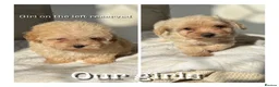 Maltipoo dogs for sale: Korean maltipoo - Advert 2