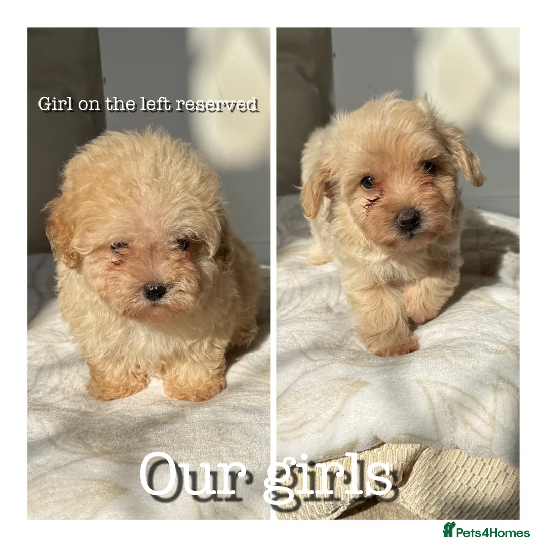 Maltipoo dogs for sale: Korean maltipoo - Advert 2