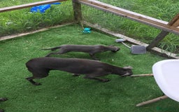 Whippet dogs for sale: KC whippets  - Image 7