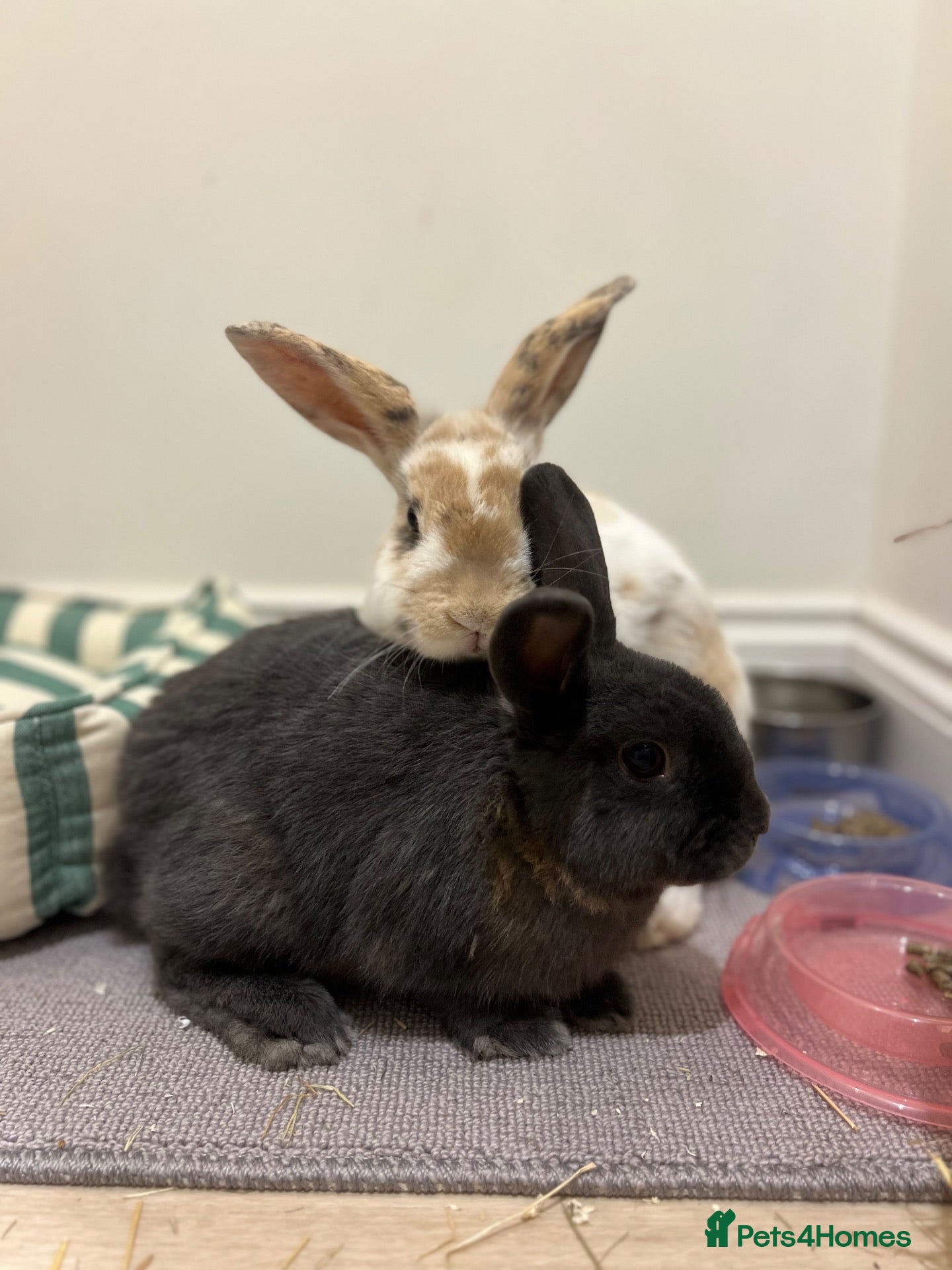 Mixed Breed rabbits for sale: 2 sweet natured and well bonded male rabbits - Advert 5