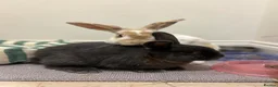 Mixed Breed rabbits for sale: 2 sweet natured and well bonded male rabbits in Torquay - Advert 1