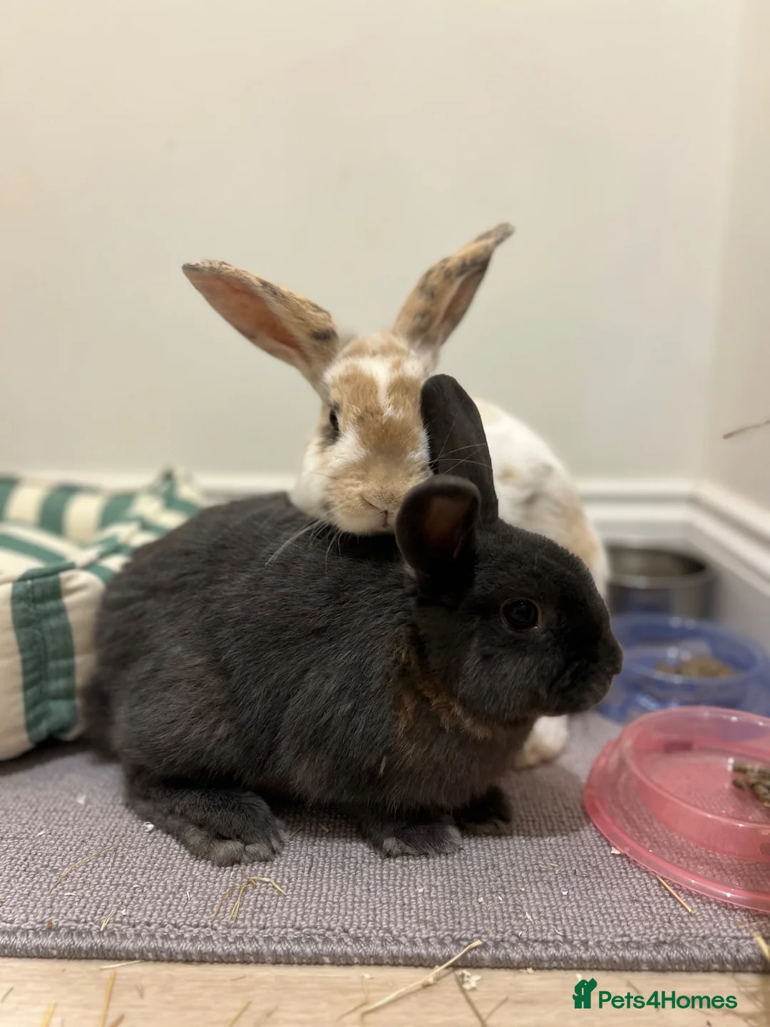 Mixed Breed rabbits for sale: 2 sweet natured and well bonded male rabbits in Torquay - Advert 1