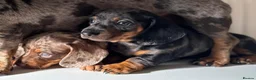 Miniature Dachshund dogs for sale: Miniature dachshunds in Ipswich - Advert 6