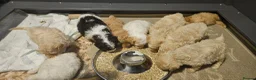 Mini Goldendoodle dogs for sale: F2B MINIATURE GOLDENDOODLES 🐾 FULLY VACCINATED ❤️ - Advert 5