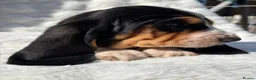 Basset Hound dogs for sale: KC bassets now ready to leave  - Advert 11