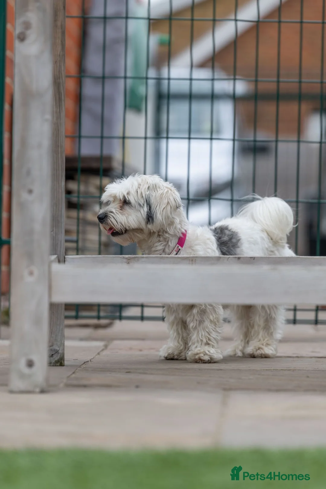 Mixed Breed dogs for adoption: Regina - nickname - Reggie in Fleet - Advert 25
