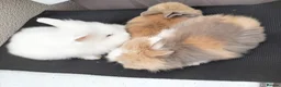 Lionhead rabbits for sale: Pure Lionhead Rabbits, Friendly & Well Handled in Smethwick - Advert 6