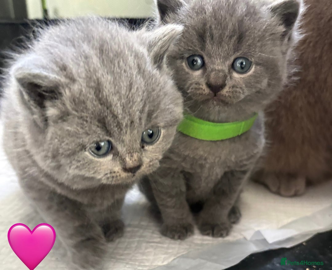 British Shorthair cats for sale: British Shorthair kittens  - Advert 20