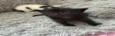 Mixed Breed Kitten 4