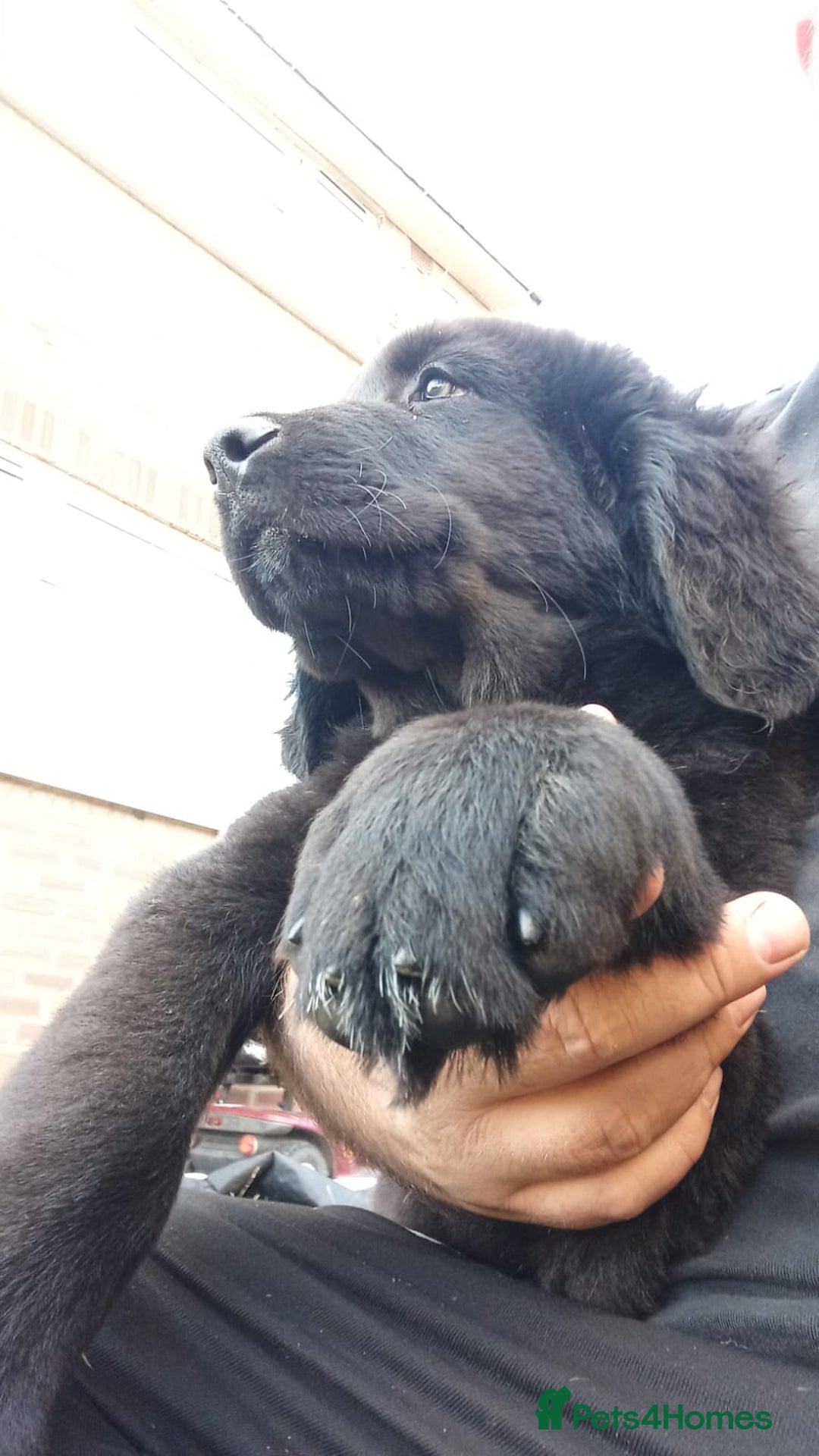 Mixed Breed dogs for sale: Caucasian shepherd cross in Hartlepool - Image 1