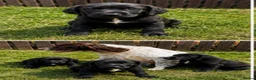 Springador dogs for sale: Springador Puppies🐶 - Advert 7