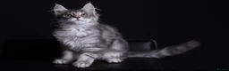 Maine Coon cats for sale: Pedigree maine coon kittens - Advert 7