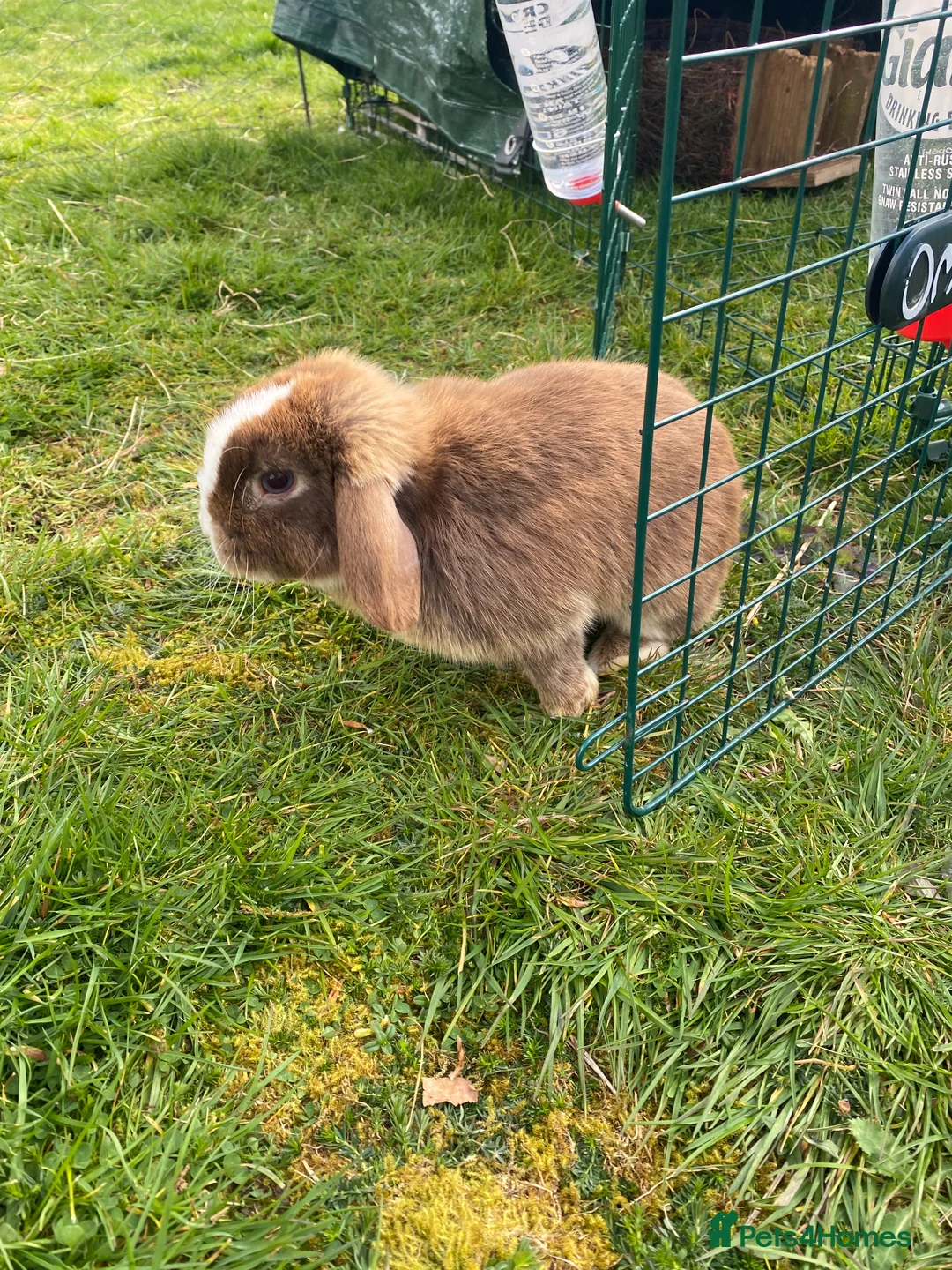 Mini Lop rabbits for sale: Miso the mini lop in Stroud - Advert 1