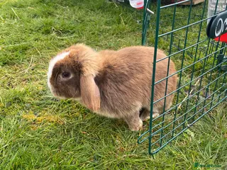 Mini Lop rabbits Miso the mini lop (Or best offer) - Advert 9