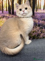 British Shorthair cats British shorthair golden TICA - Advert 2