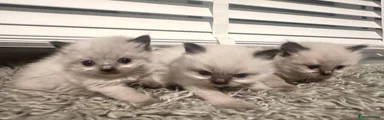 Ragdoll 4- girl chocolate 1