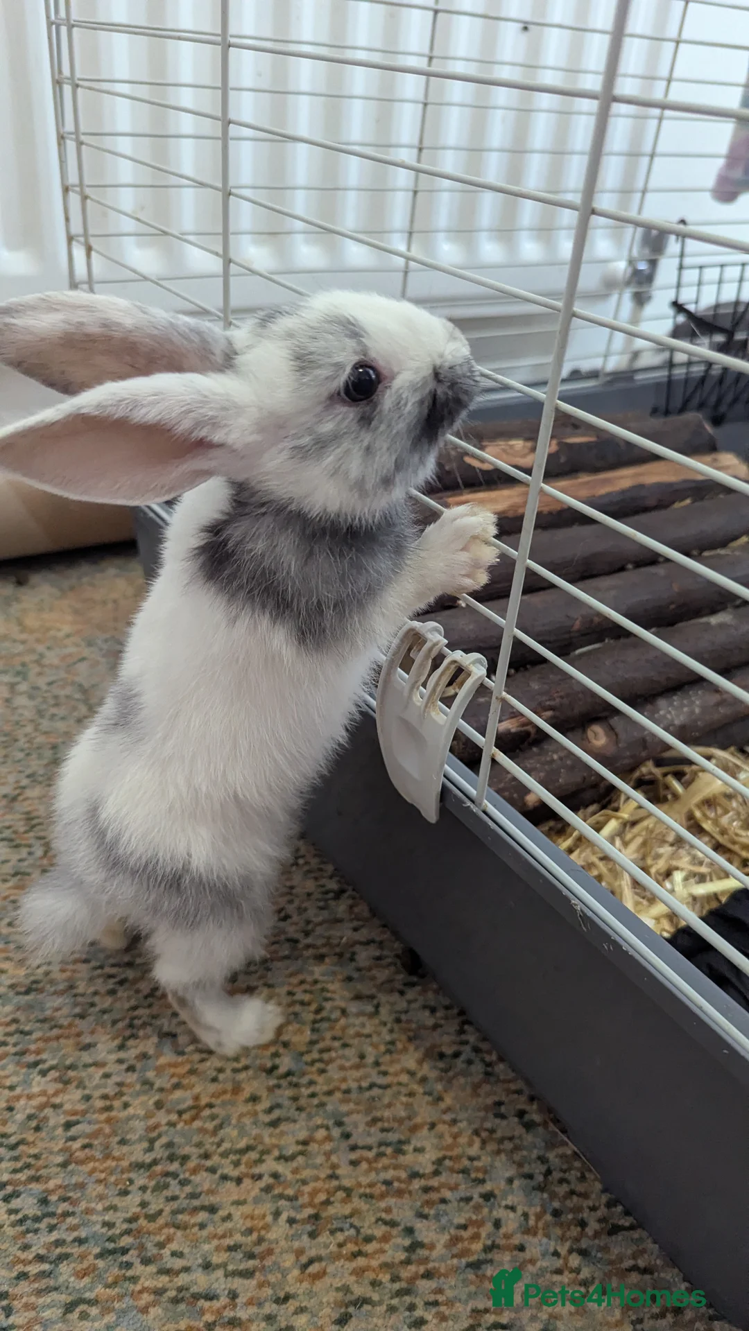 Mixed Breed rabbits for sale: 2 X Baby Rabbits (Lop) in Southampton - Advert 14
