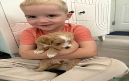 Maltipoo dogs for sale: Maltipoo  - Image 6
