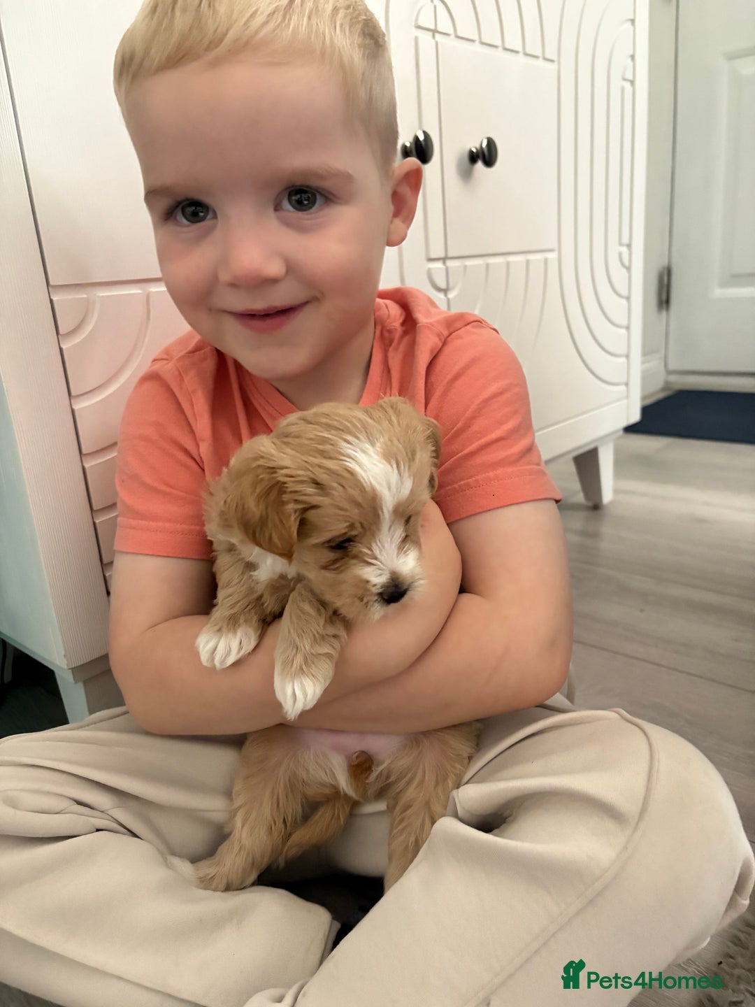 Maltipoo dogs for sale: Maltipoo  - Image 6