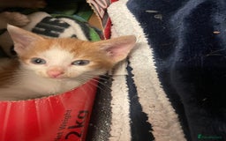 British Shorthair cats for sale: 2 male kittens remaining  - Image 8
