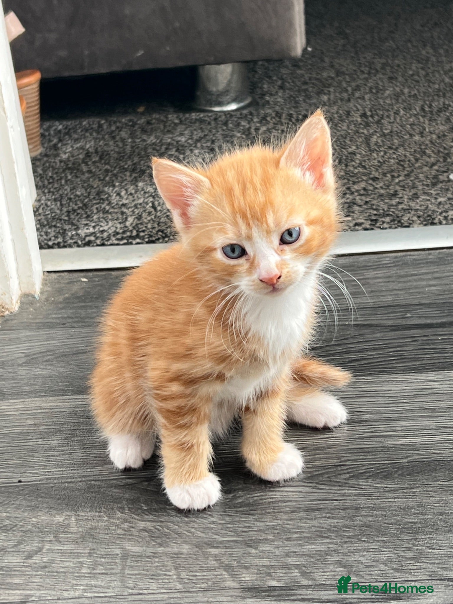 Mixed Breed cats 🐾Mixed-Breed Kittens Looking for Loving Homes! 🐾 - Advert 6