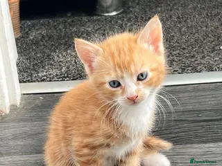 Mixed Breed cats 🐾Mixed-Breed Kittens Looking for Loving Homes! 🐾 - Advert 6