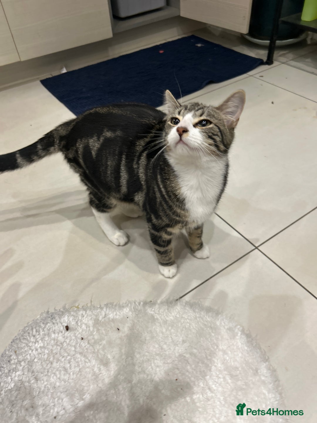 British Shorthair cats for sale: Mr. Larry  - Advert 1