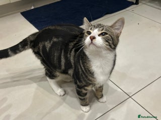 British Shorthair cats Mr. Larry - Advert 1