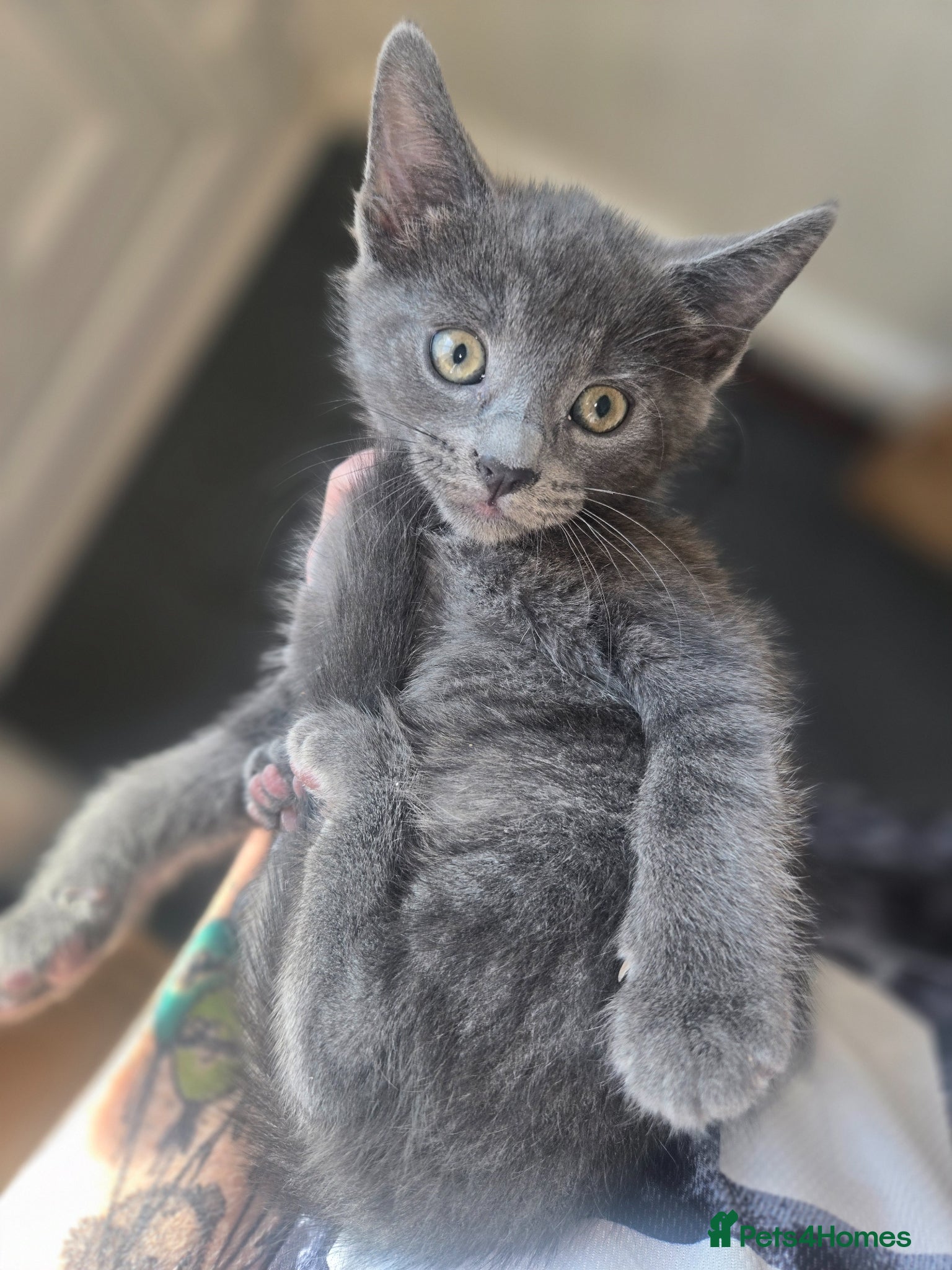 Mixed Breed cats Grey half ragdoll girl kitten - Advert 1