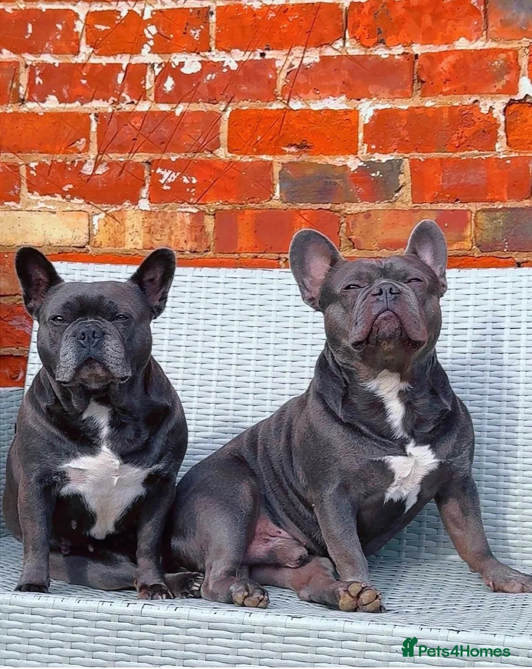 French Bulldog dogs for stud: Frenchie for stud - Advert 2
