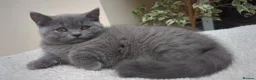 British Shorthair cats for sale: 1 boy & 1 girl - Parents Pedigree DAD x5 champion  in Braintree - Advert 7