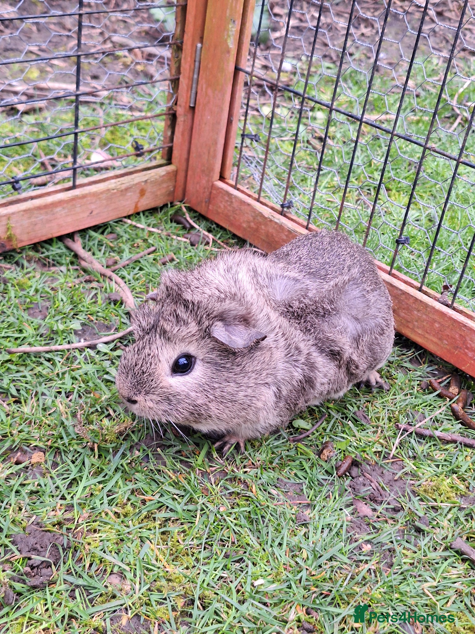 Guinea Pig rodents 4 male guinea pigs for sale - Advert 14