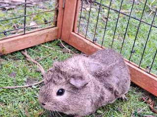 Guinea Pig rodents 4 male guinea pigs for sale - Advert 14