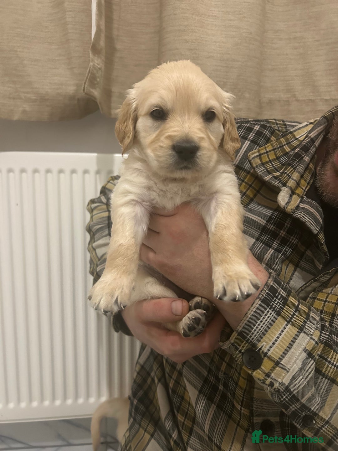 Golden Retriever dogs for sale: Pure breed, show line, ready 23/12/25  - Advert 16