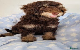 Cockapoo dogs for sale: Unique & stunning full DNA tested Cockapoo puppies - Image 13