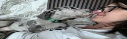 Great Dane dogs for sale: Male great dane  - Advert 11