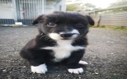 Border Collie dogs for sale: Beautiful Fluffy Collie Puppies  - Image 7