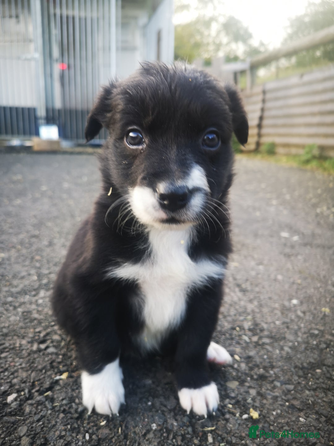 Border Collie dogs for sale: Beautiful Fluffy Collie Puppies  - Image 7