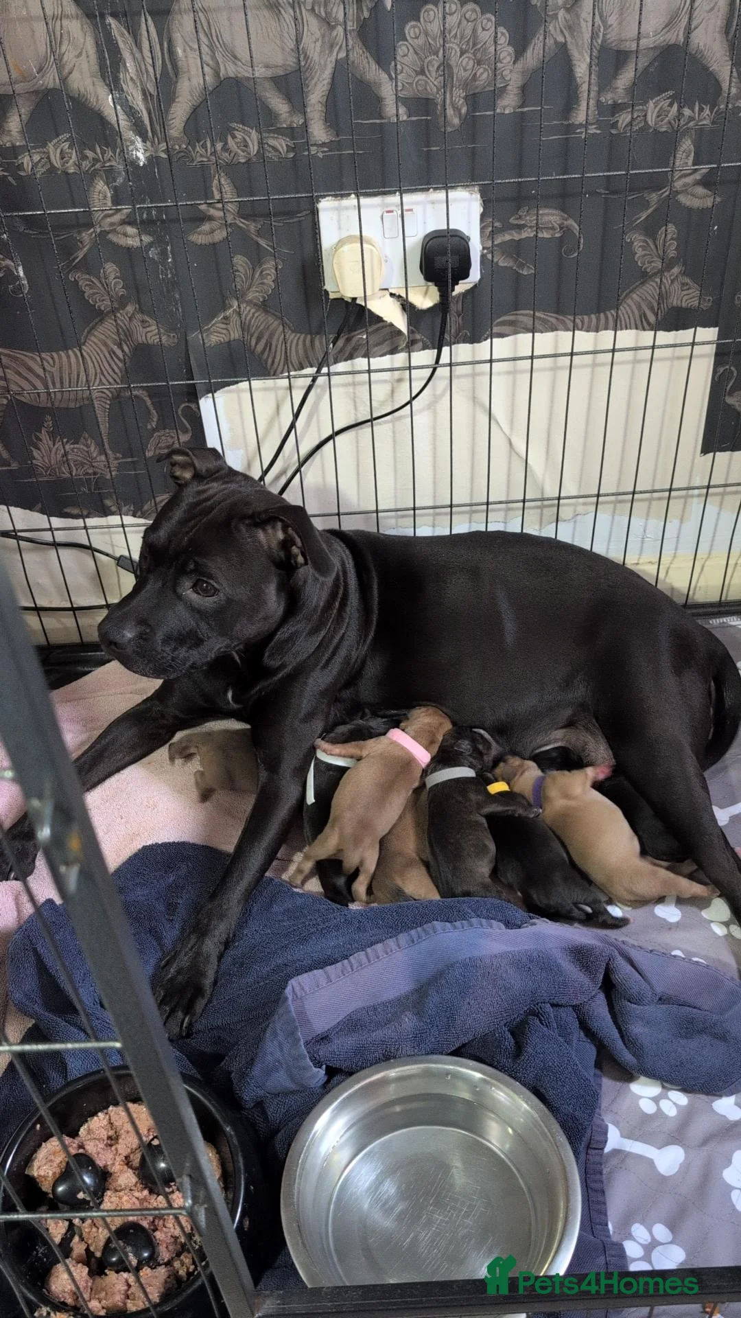 Mixed Breed dogs for sale: Staffy X  in Jarrow - Advert 1