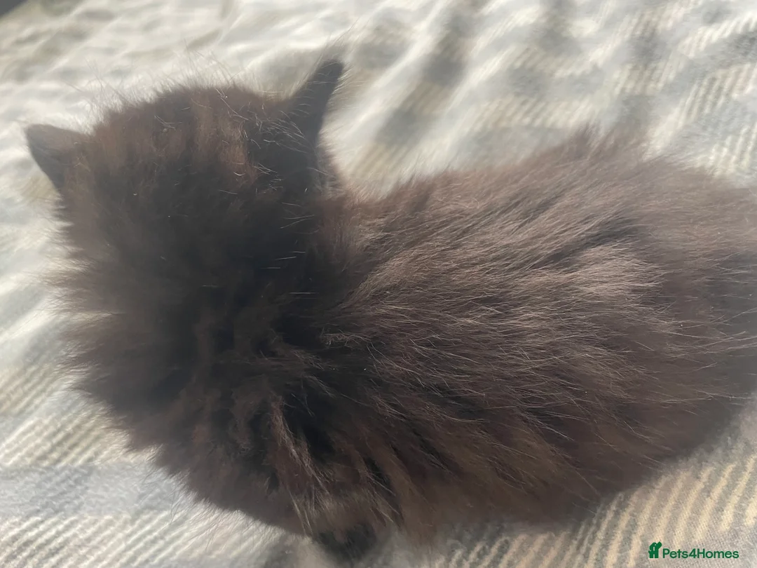 Mixed Breed cats for sale: kittens  in Witham - Advert 8