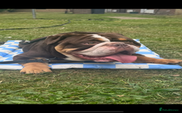 English Bulldog dogs for sale: Beautiful 2 year old male English bulldog  - Image 2