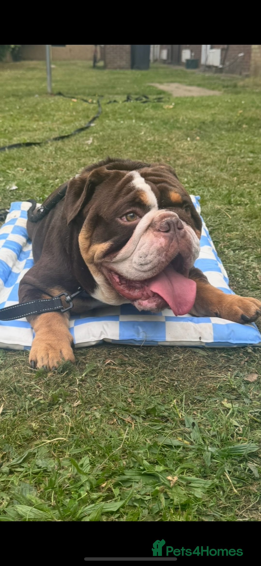 English Bulldog dogs for sale: Beautiful 2 year old male English bulldog  - Image 2
